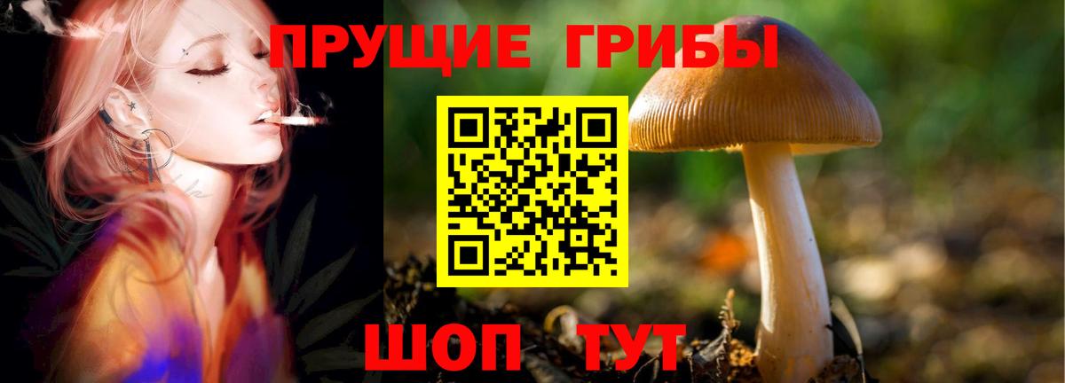 Псилоцибиновые грибы Cubensis Кисловодск